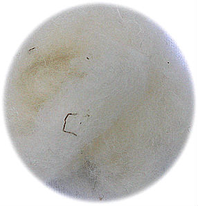 product_id_477.jpg